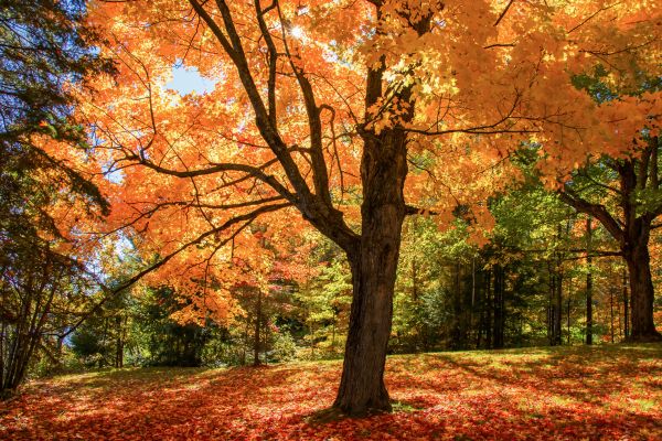 Maple Tree Planting in Eden Prairie