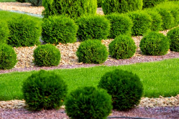 Bush Installation in Eden Prairie