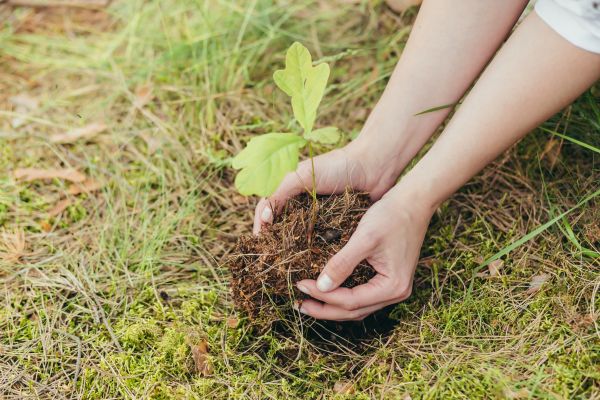 Oak Tree Planting in Eden Prairie