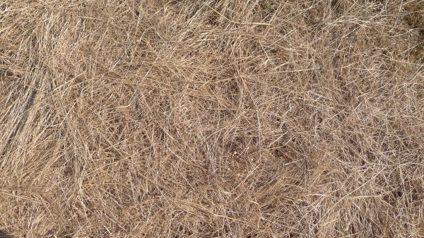 Pine Straw Replacement in Eden Prairie