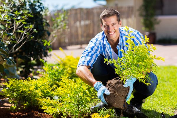 Shrub Landscaping in Eden Prairie