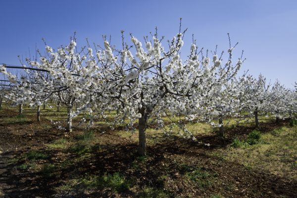 Orchard Planting in Eden Prairie