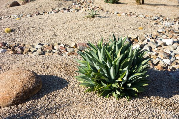 Xeriscaping Service in Eden Prairie