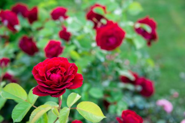 Rose Planting in Eden Prairie
