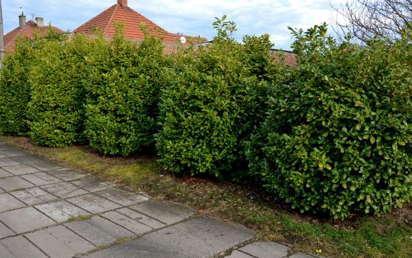 Privacy Shrub Installation in Eden Prairie