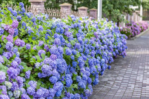 Hydrangea Landscaping in Eden Prairie