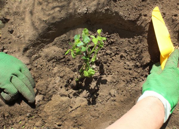 Rose Bush Planting in Eden Prairie