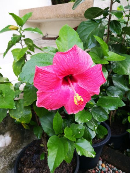 Hibiscus Planting in Eden Prairie