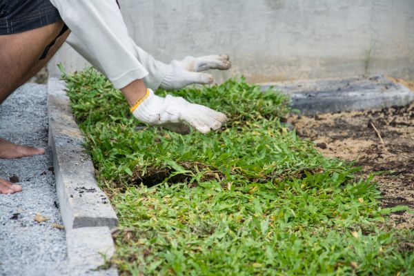 Ground Cover Planting in Eden Prairie