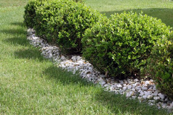 Boxwood Planting in Eden Prairie