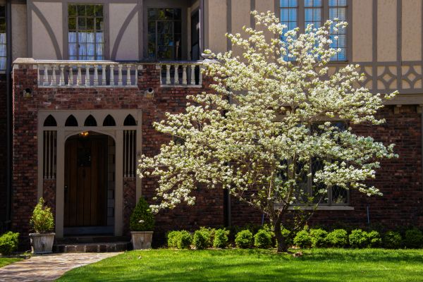 Dogwood Tree Planting in Eden Prairie